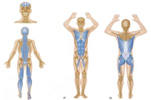 posterior-sagittal-chain-post-oblique